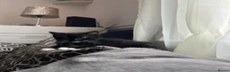 British Shorthair cats for sale: Kittens for sale - Advert 7