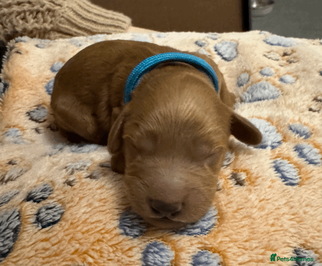 Cockapoo dogs for sale: Beautiful Fox Red Cockapoos - Advert 19