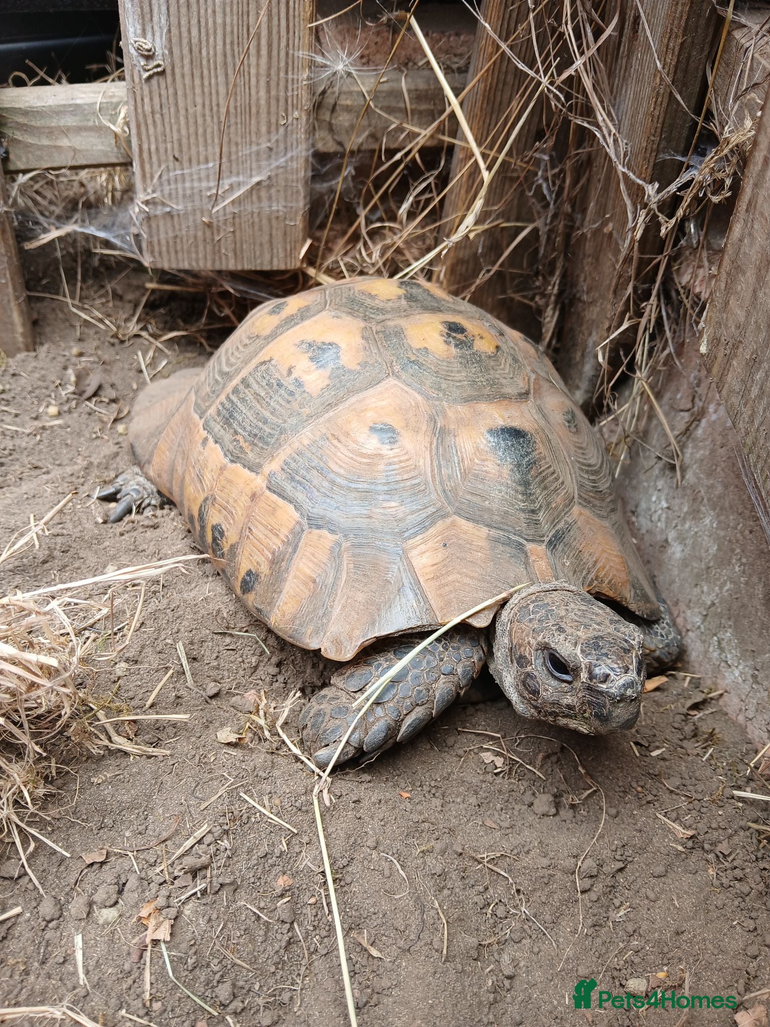Hermann Tortoise reptiles Hermann's tortoise 🐢 mature male - Advert 2