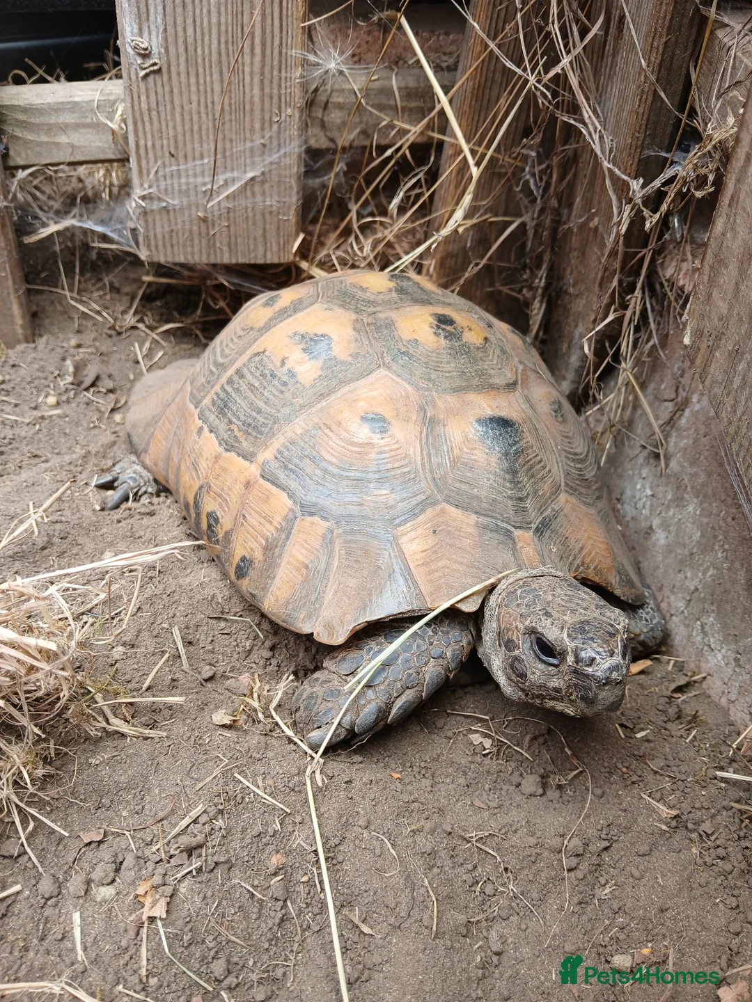 Hermann Tortoise reptiles for sale: Hermann's tortoise 🐢 mature male in Wellingborough - Advert 1