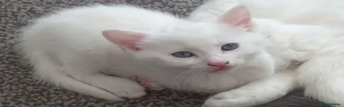 Van/Siberian 1