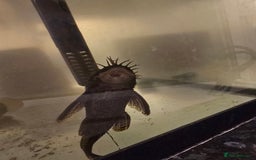 Plecos fish for sale: Fully grown bristlenose plecs - Image 2