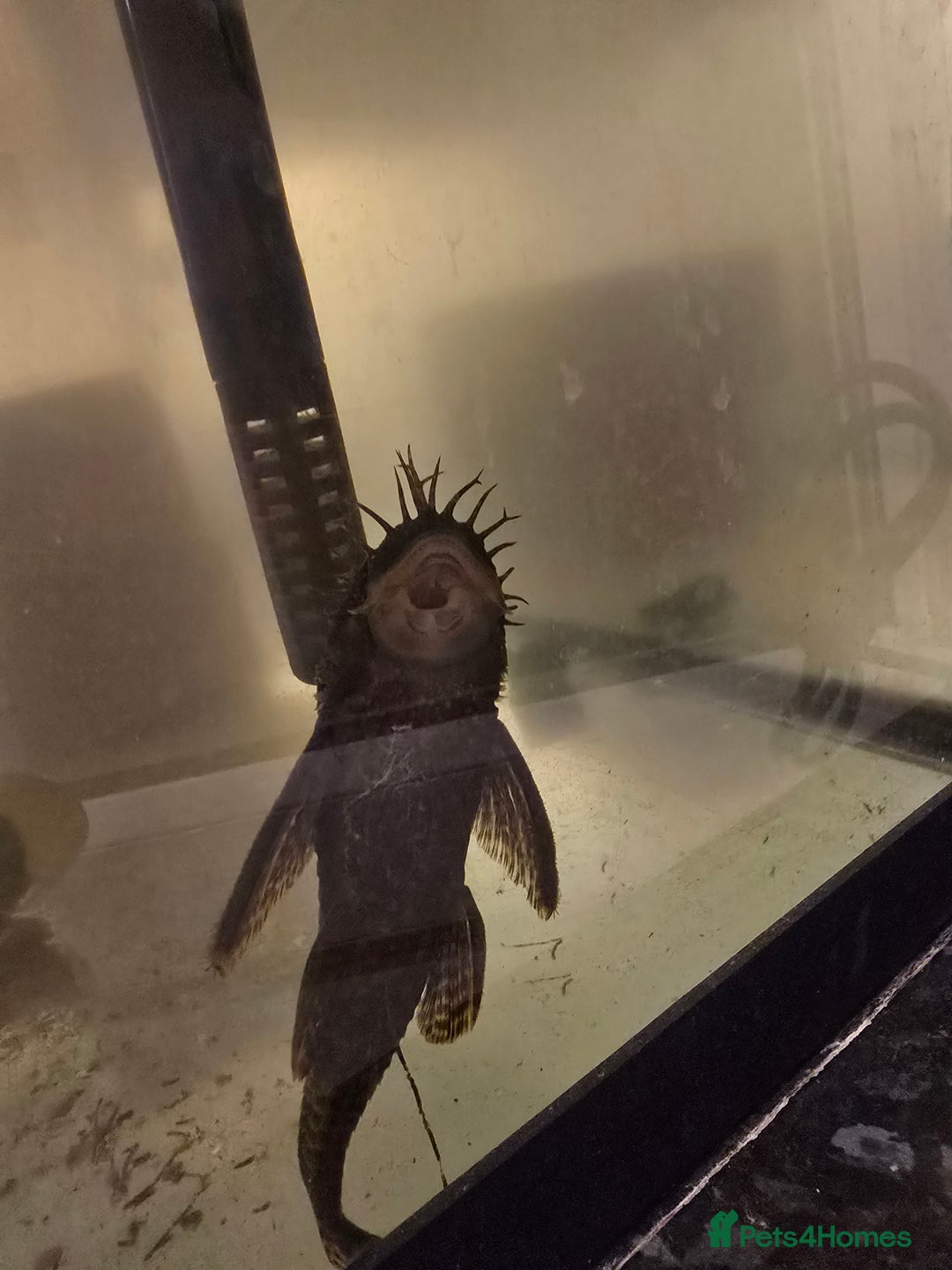Plecos fish for sale: Fully grown bristlenose plecs - Image 2