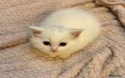 Persian cats for sale: Persian x - Image 2