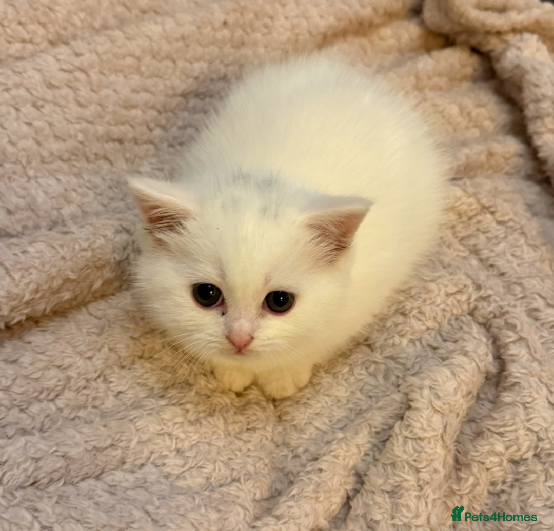 Persian cats for sale: Persian x - Image 2