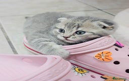 Scottish Fold cats for sale: Adorable Kittens Ready For New Home - Image 18
