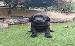 Labrador Retriever dogs for sale: ONLY 2 LEFT. Beautiful Healthy Labrador Puppies - Image 35