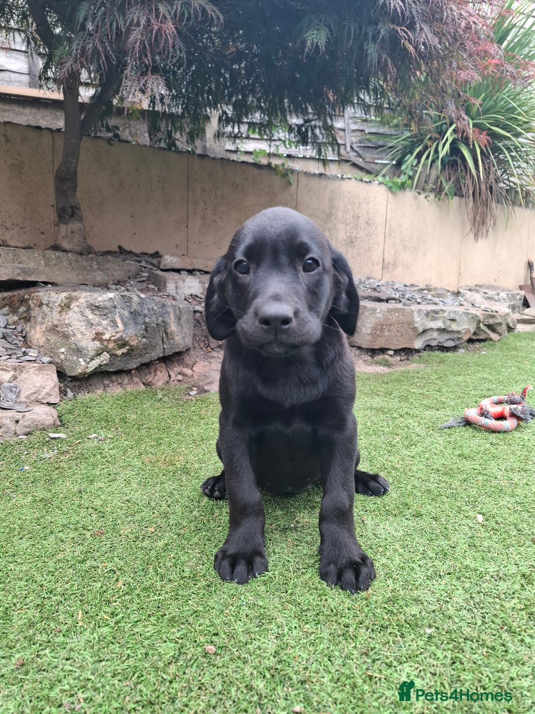 Labrador Retriever dogs for sale: ONLY 2 LEFT. Beautiful Healthy Labrador Puppies - Image 35