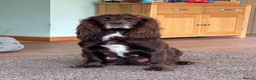 Sprocker dogs for sale: Sprocker Spaniel Puppies  - Advert 4