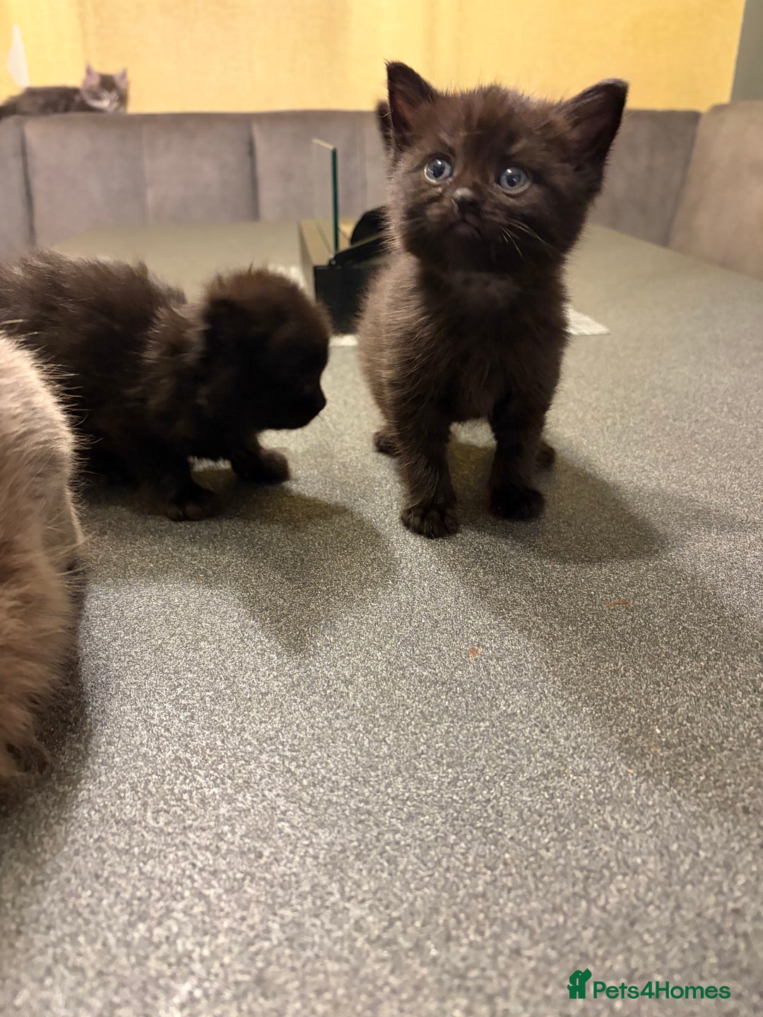 British Shorthair cats for sale: British Shorthair cross kittens - Advert 4