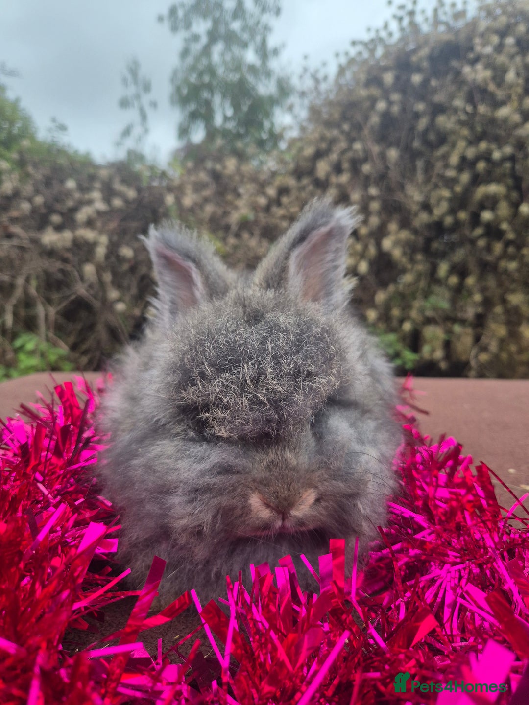 Angora rabbits for sale: 🧡 fulled faced imported parents 🇫🇷 bunnies 🧡 - Advert 31