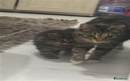 Mixed Breed cats for sale: Kitten for sale  in Slough - Image 8