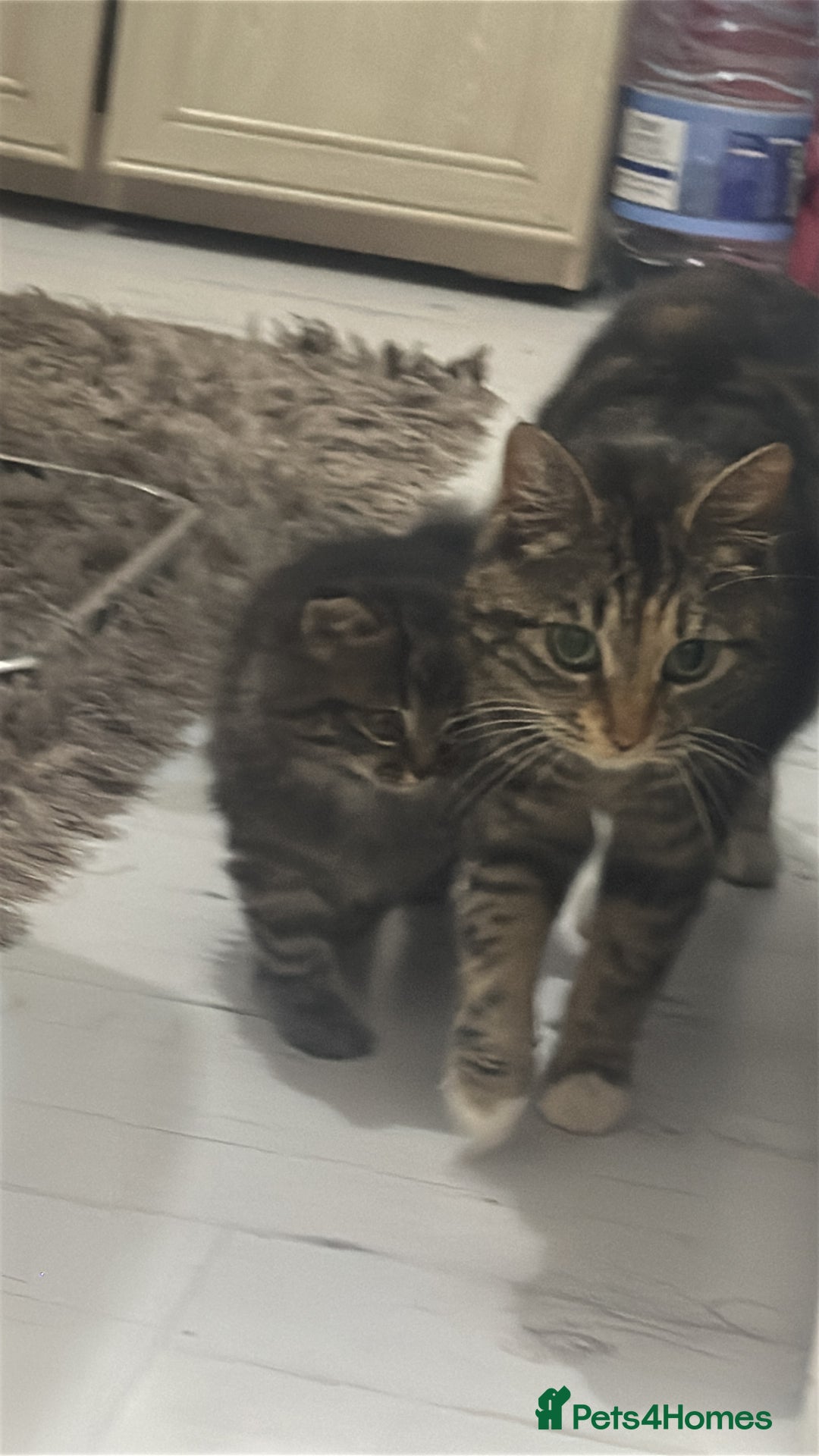 Mixed Breed cats for sale: Kitten for sale  in Slough - Image 8