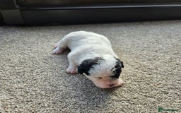 Shihpoo dogs for sale: Shihpoo puppies in Devon ... we've arrived!  - Image 20