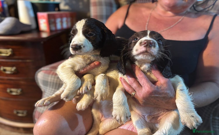 English Springer Spaniel dogs - Advert 1