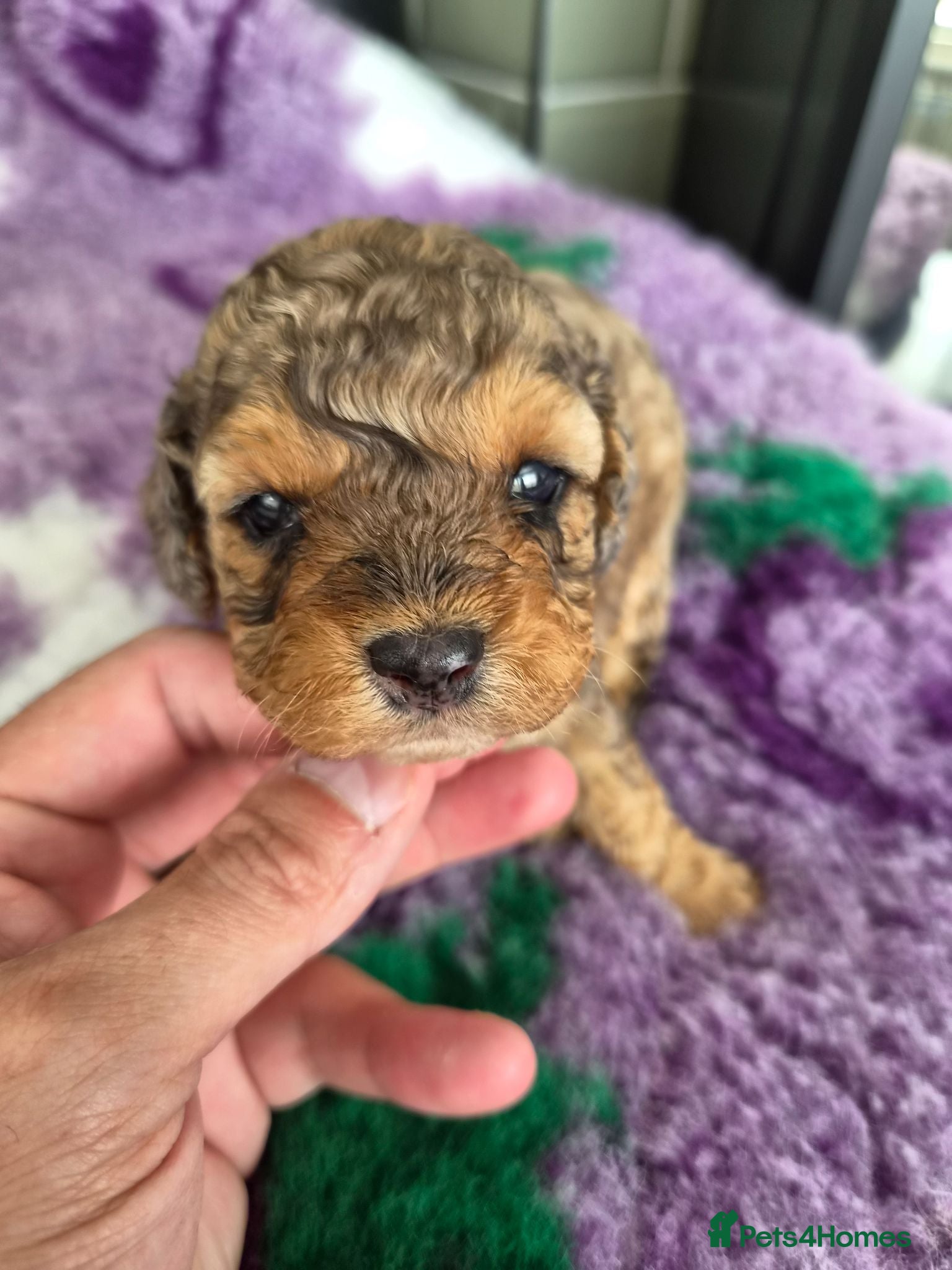 Cavapoo dogs F2 Cavapoo pups.DNA Health tested parents. 2 left  - Advert 6