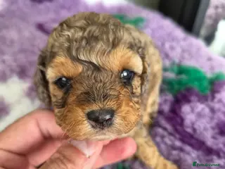Cavapoo dogs F2 Cavapoo pups.DNA Health tested parents. 2 left - Advert 1
