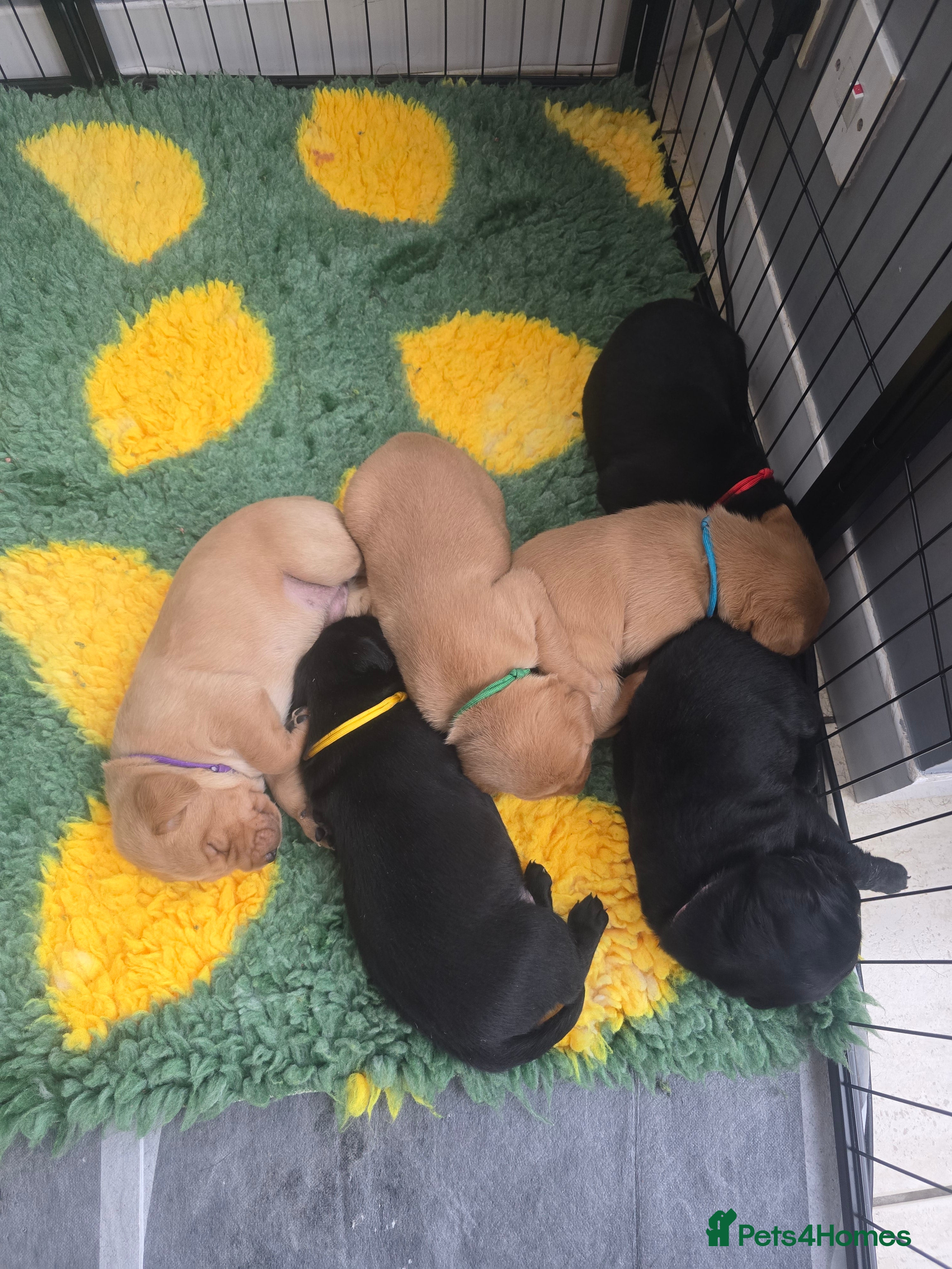 Labrador Retriever dogs KC Registered Labrador Puppies. - Advert 8