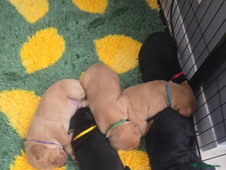 Labrador Retriever dogs KC Registered Labrador Puppies. - Advert 8