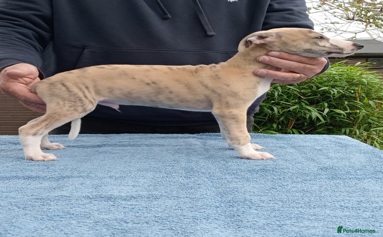 Whippet dogs - Advert 3