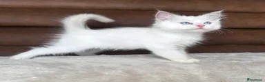 Henry 