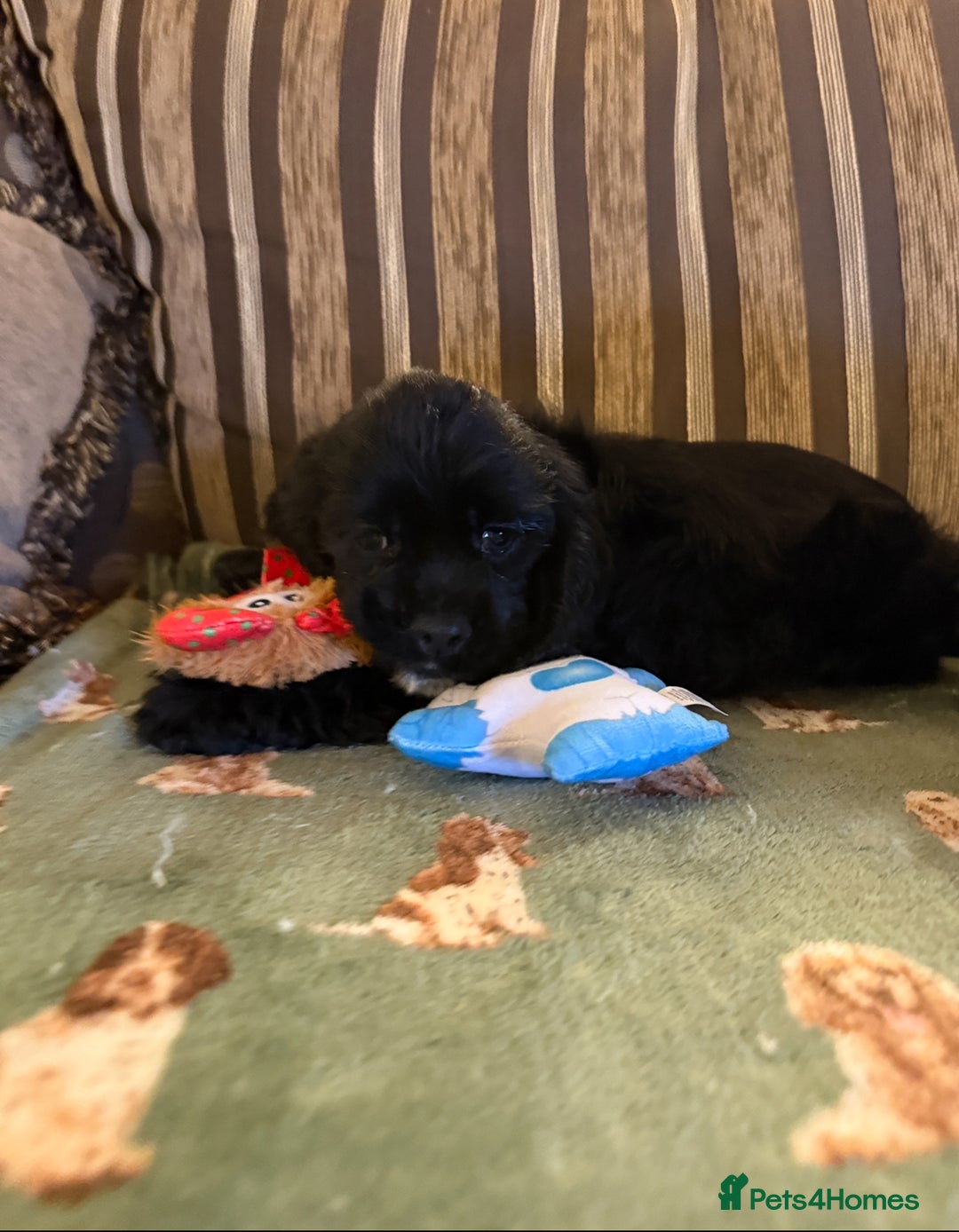 American Cocker Spaniel dogs for sale: Stunning KC American Cocker Spaniel  - Advert 8