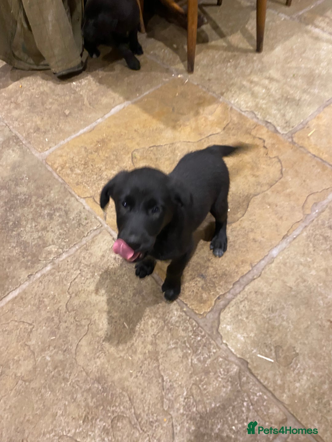 Borador dogs for sale: Perfect Collie x Lab Puppies! Perfect Family Pets - Image 9
