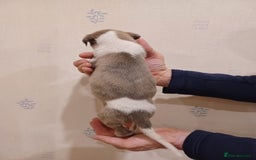 Whippet dogs for sale: Beautiful KC Reg Whippet Puppies - Advert 13