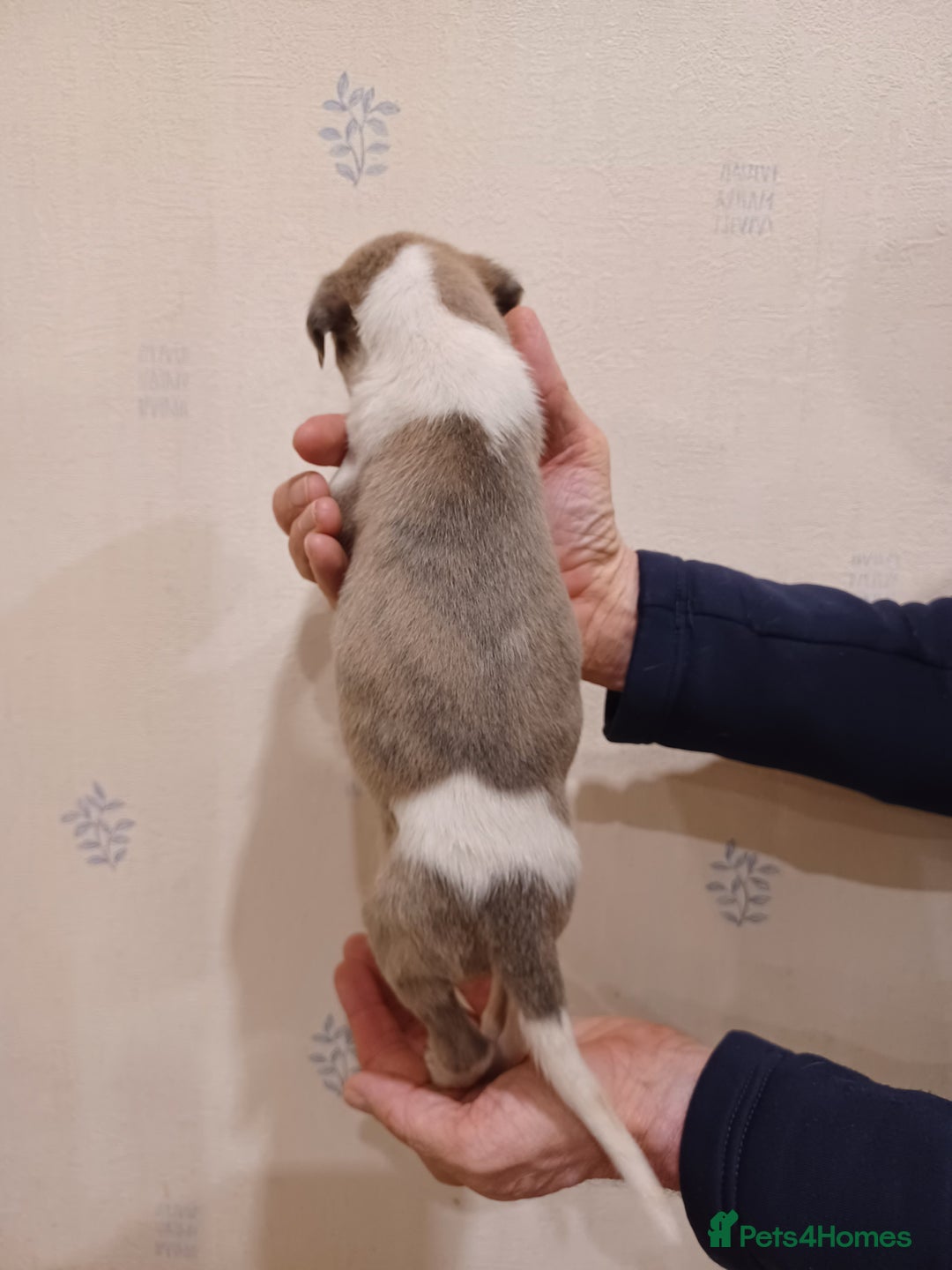 Whippet dogs for sale: Beautiful KC Reg Whippet Puppies - Advert 13