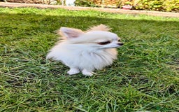 Chihuahua dogs for stud: STUD: Gorgeous White Long Coat Chihuahua  in Aldershot - Image 4