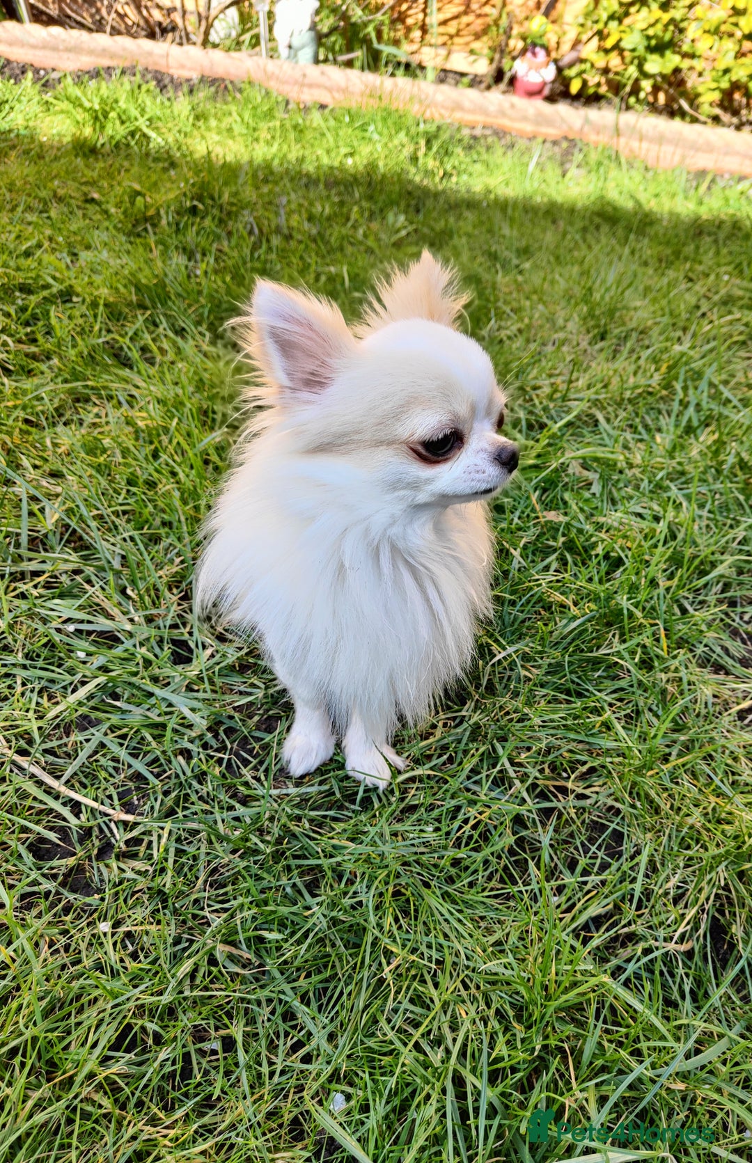 Chihuahua dogs for stud: STUD: Gorgeous White Long Coat Chihuahua  in Aldershot - Image 4