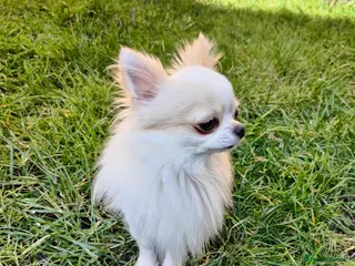 Chihuahua dogs STUD: Gorgeous White Long Coat Chihuahua - Advert 8