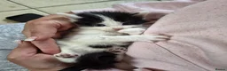 Mixed Breed cats for sale: Stunning 5 week old kittens  - Advert 17