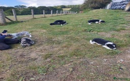 Border Collie dogs for sale: Beautiful border collie puppies  - Image 17