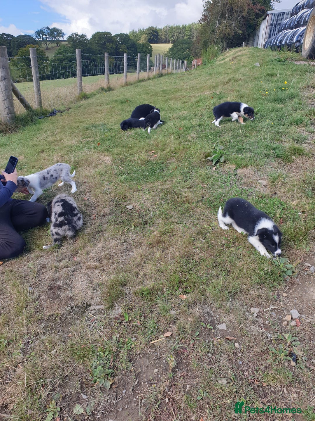 Border Collie dogs for sale: Beautiful border collie puppies  - Image 17