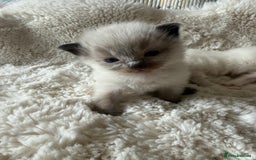 Ragdoll cats for sale: Beautiful litter of Ragdoll baby’s!  - Image 7