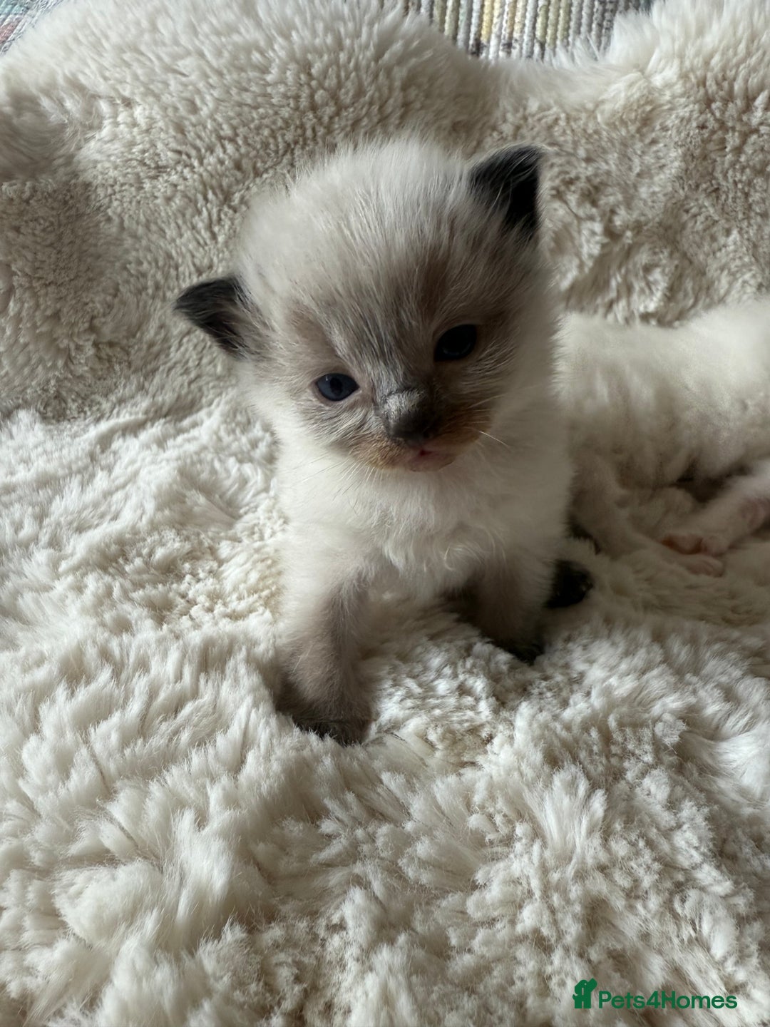 Ragdoll cats for sale: Beautiful litter of Ragdoll baby’s!  - Image 7