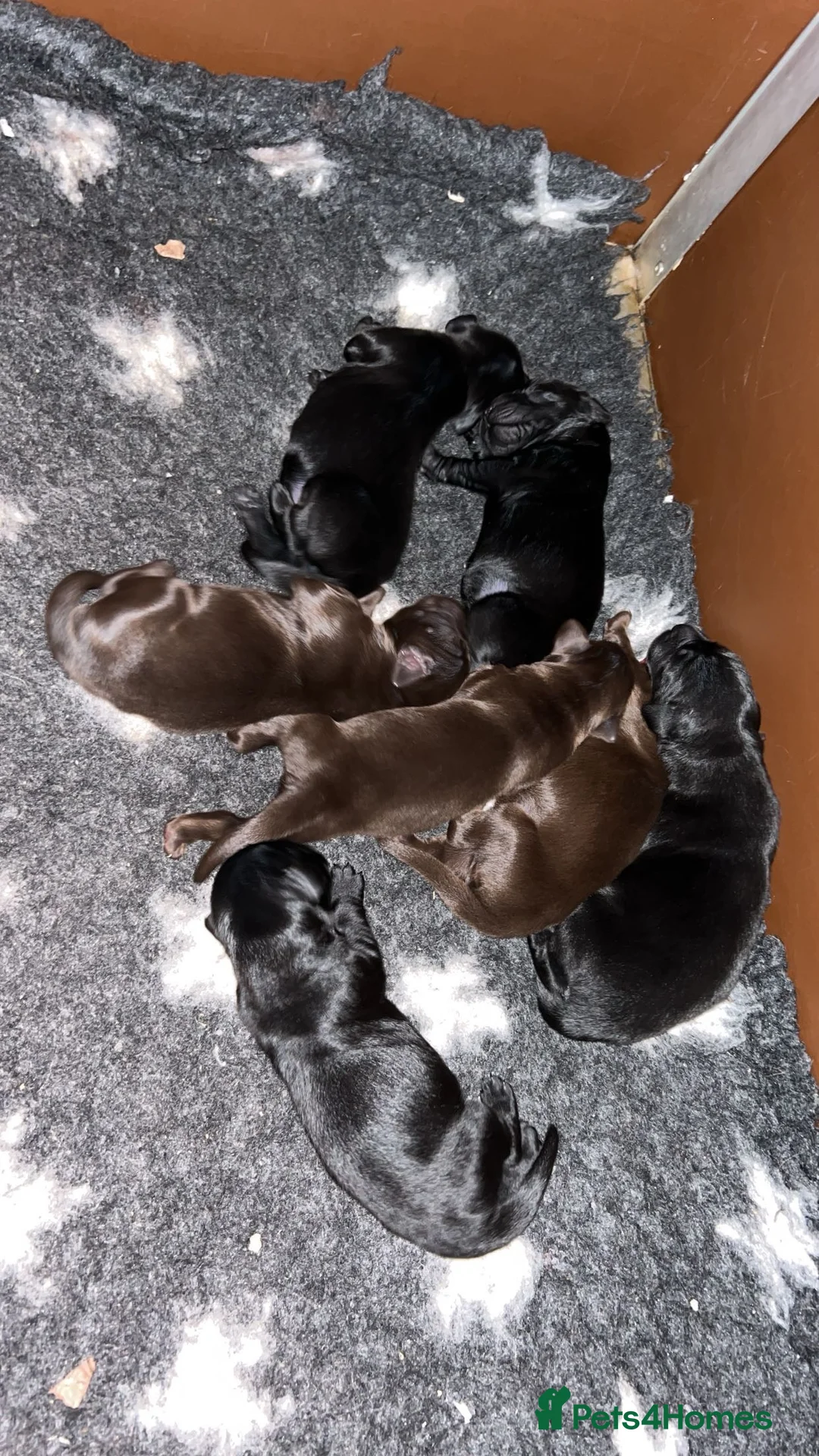 Flat coated Retriever dogs for stud: PROVEN Flatcoated Retriever for Stud 0/0 Hips in Bishop Auckland - Advert 13