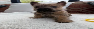 Cairn Terrier 1
