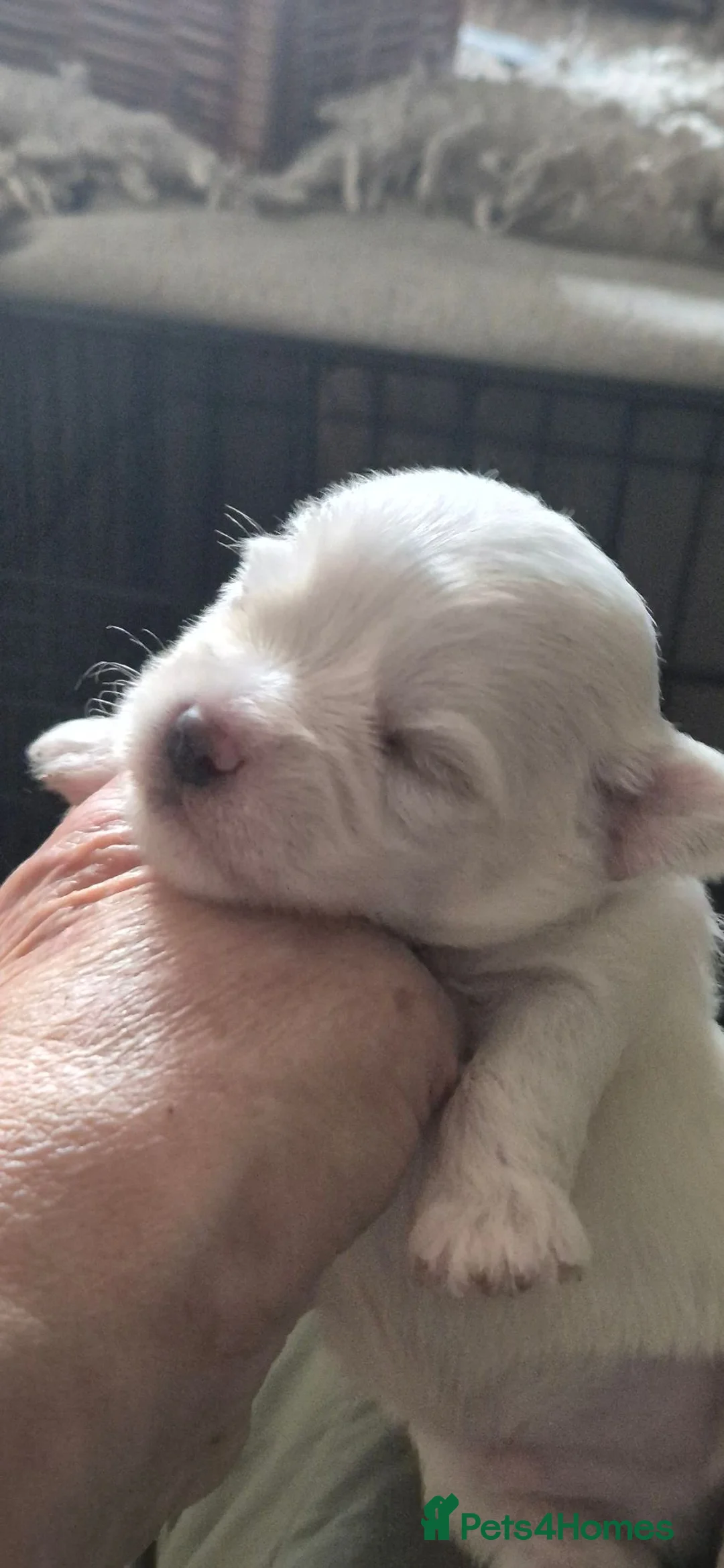 Morkie dogs for sale: I have 6 morkie puppys 4 sale  in Crook - Advert 2