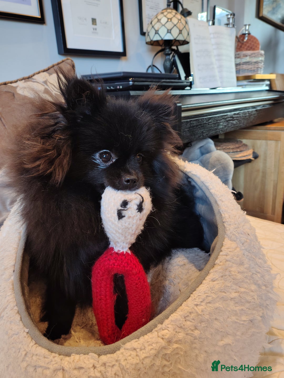 Pomeranian dogs for sale: Pom puppys with Kc reg , pedigree for sale - Advert 6