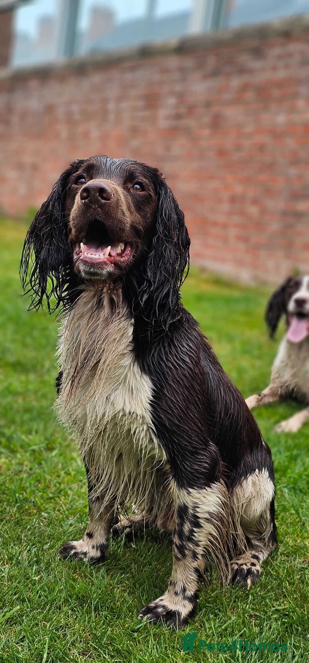English Springer Spaniel dogs for stud: English Springer Spaniel Stud in Derby - Advert 32