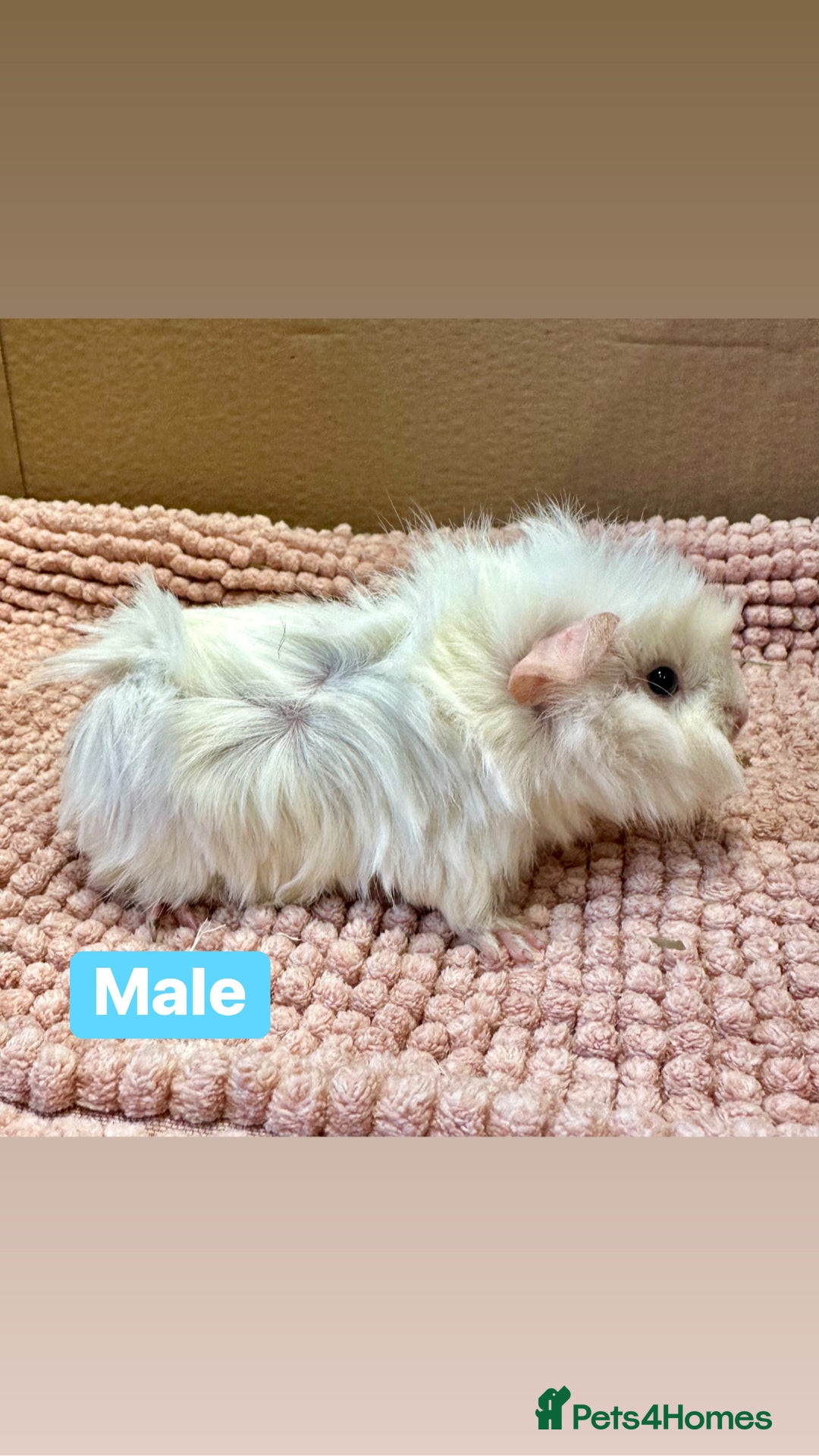 Guinea Pig rodents for sale: Young Guinea pigs  - Advert 16