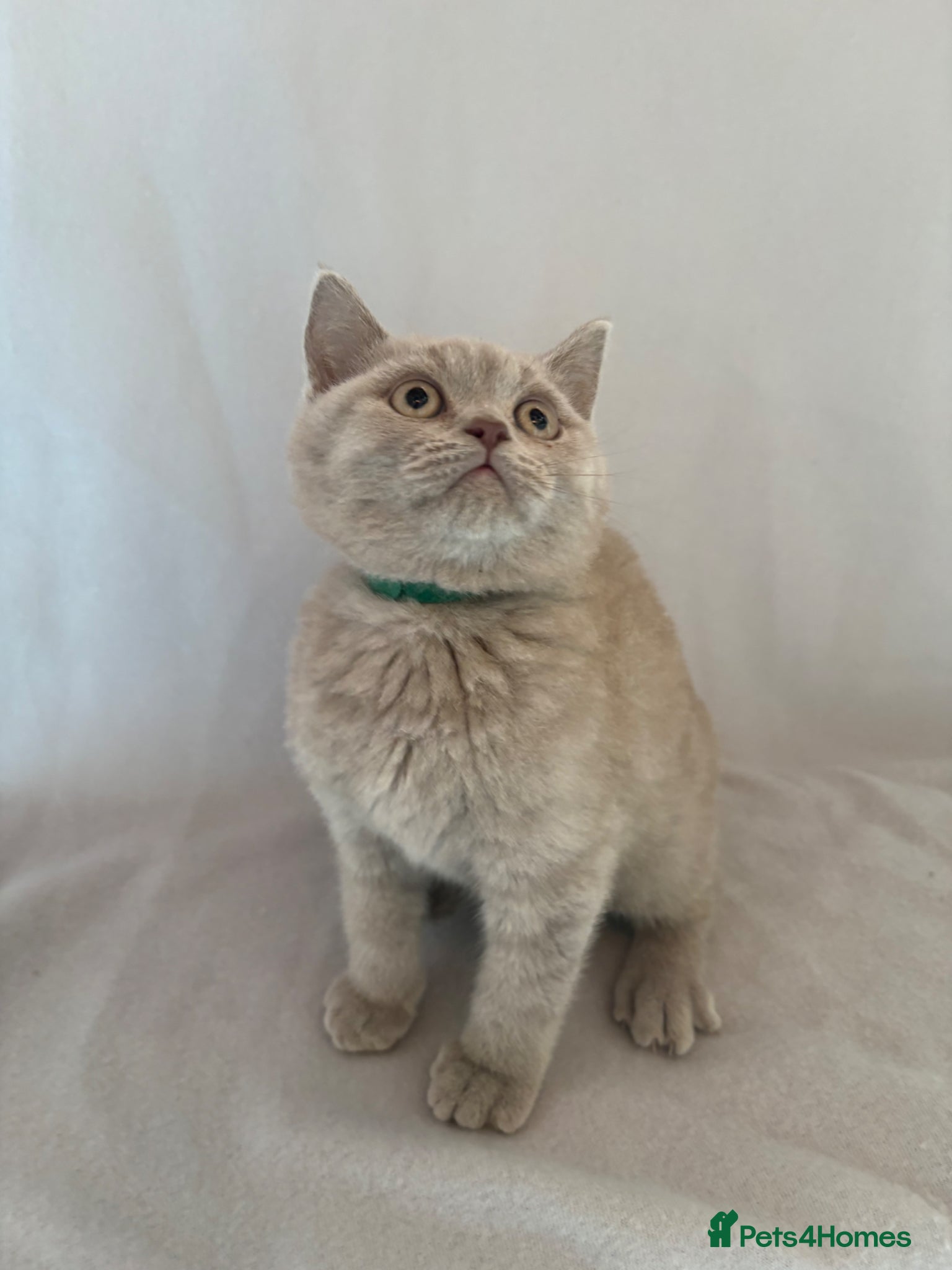 British Shorthair cats READY NOW* TICA reg. British shorthair kittens - Advert 2