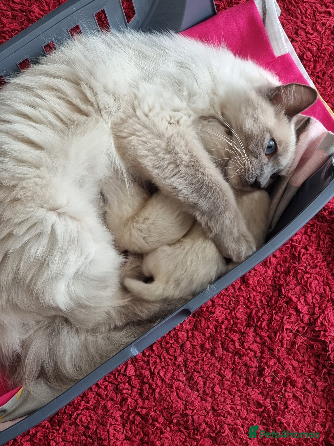 Ragdoll cats for sale: Ragdoll Kittens  - Image 5