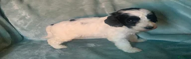 Cockapoo Puppy 4