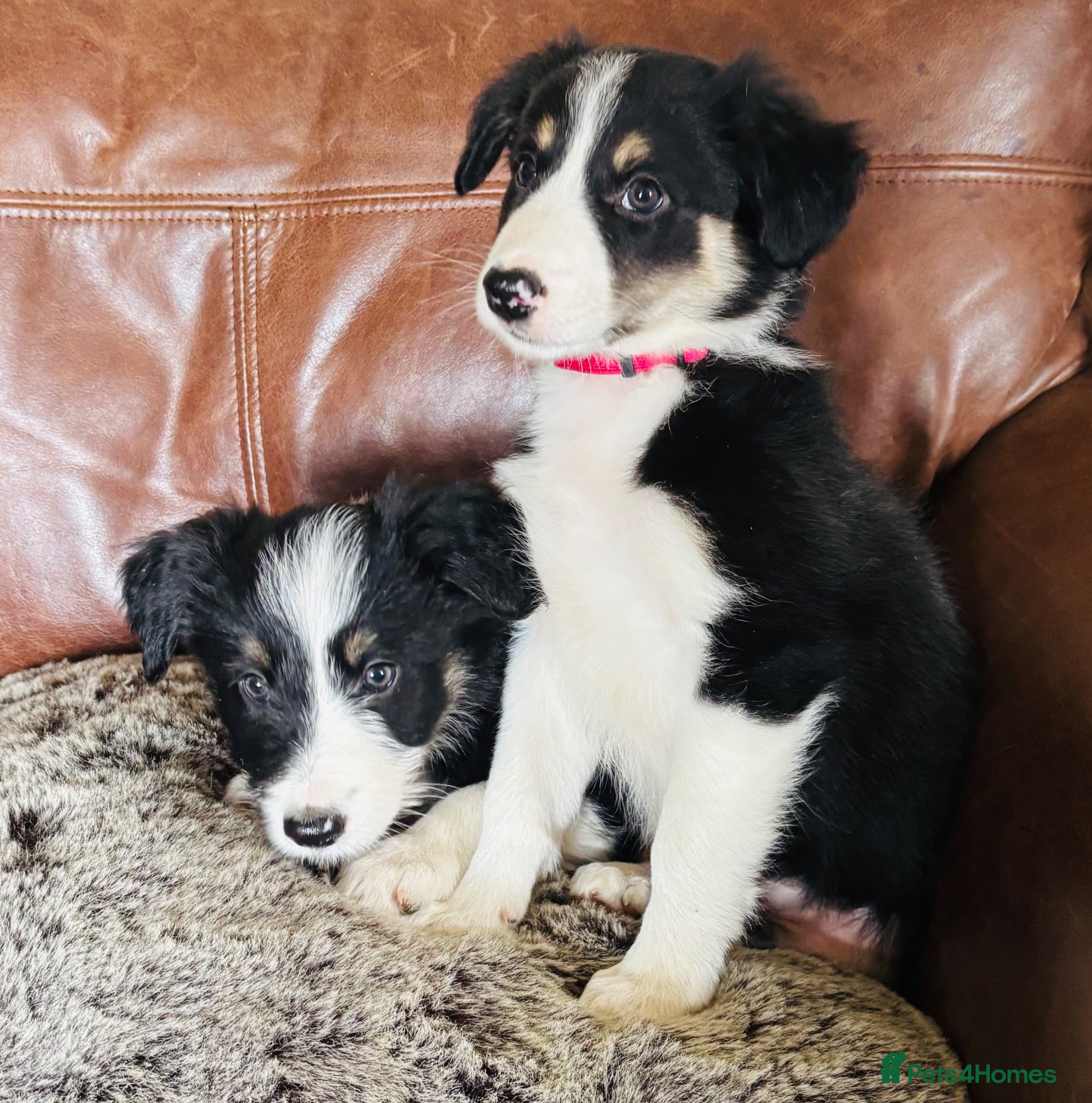 Mixed Breed dogs 5 Border collie  pups  - Advert 1