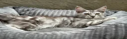 Maine Coon cats for sale: 🩶 3 Stunning Large Males 🩶 - Advert 7