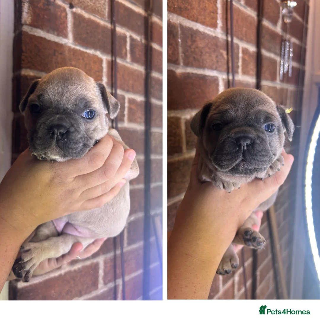 French Bulldog dogs for sale: *LAST ONE* Stunning French Bulldog Puppy - Advert 7