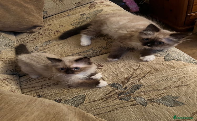 Ragdoll cats - Advert 12